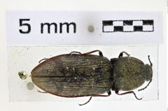Foto (Dorsalansicht) von Prosternon sericeum (NHMW-ZOO-COL-0008645)